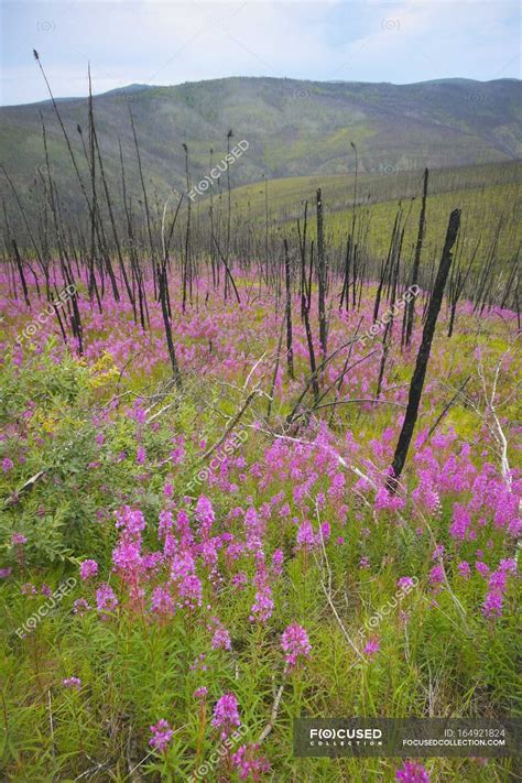 Yukon Territory, Canada — changed, changes - Stock Photo | #164921824