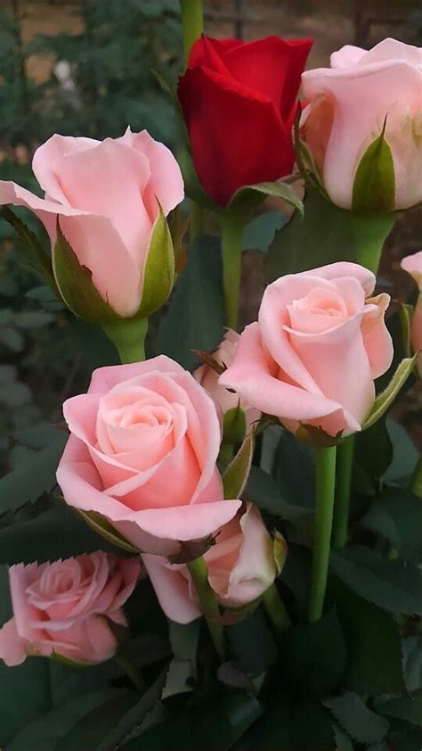 21733 best images about Amazingly beautiful flowers on Pinterest | Hybrid tea roses, Orchids and ...