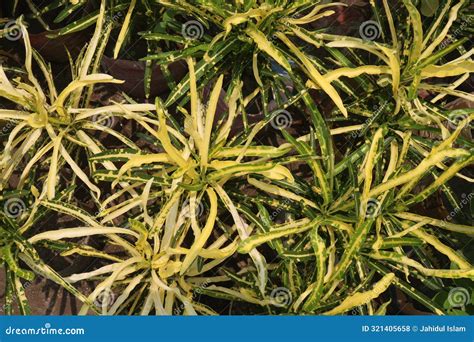 Eleanor Roosevelt Croton Plant On Nursery Stock Photo Image Of