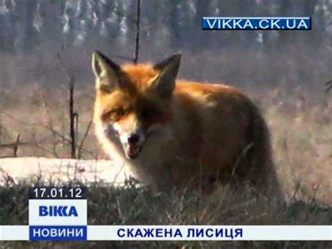 Скажена лисиця - YouTube