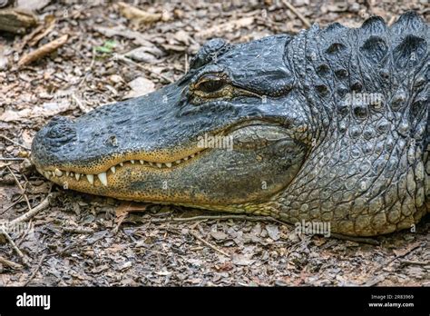 American Alligator Alligator Mississippiensis At Bear Hollow Zoo