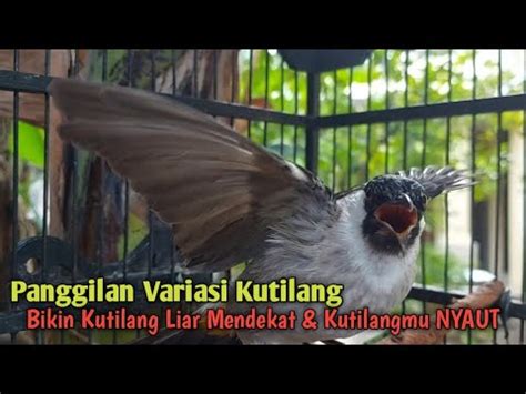 Suara Burung Kutilang Gacor Memanggil Lawan Bikin Kutilang Liar