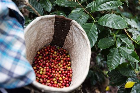 Inacal Promueve Est Ndares De Calidad En La Cadena De Valor Del Caf Y