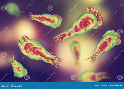 Cerveau Consommation De L Infection D Amibe Trophozites Du Fowleri De