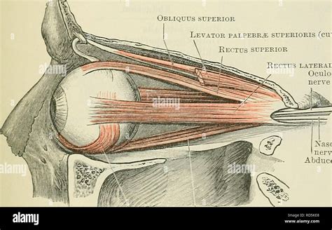 Cunningham de libro de texto de anatomía Anatomía Rectus superior e