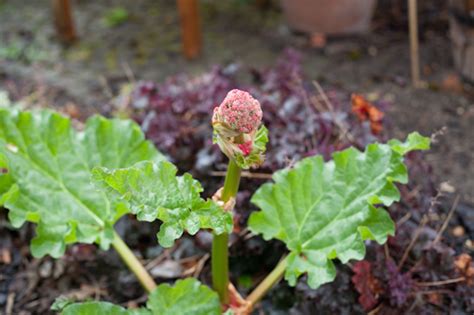 Flowering Rhubarb Eat More Toast