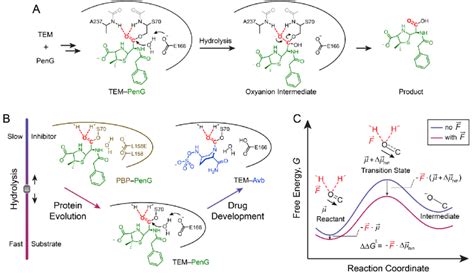 Hydrolysis Of Carbonyl Linkages In Protein Covalent Adducts A