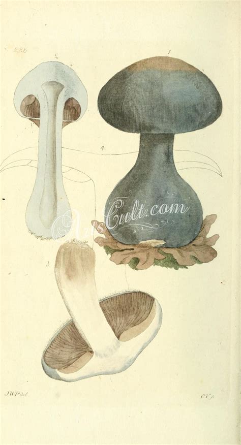 Mushrooms 05152 Agaricus Violaceus Botanical Floral Botany Natural