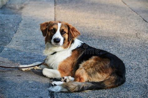 Cao Preto Branco E Marrom - Cão Marrom Preto Branco Na Ligação Com a Cara De Solene Que Encontra-se ...