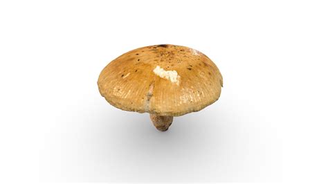 Mushroom With A Big Cap 3d Model By Rawcatalog C3da99c Sketchfab