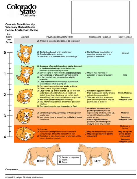 dog pain scale chart Beap pain scale for dogs