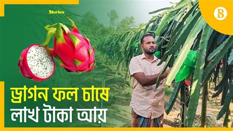 ভালুকায় লাভজনক ড্রাগন ফল চাষ Dragon Fruit Cultivation The Business