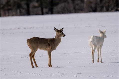 Rare Albino Whitetail Deer Spotted And Photographed By Bodendorfer