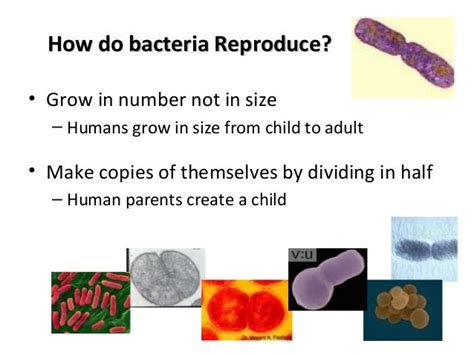 How Bacteria Reproduce