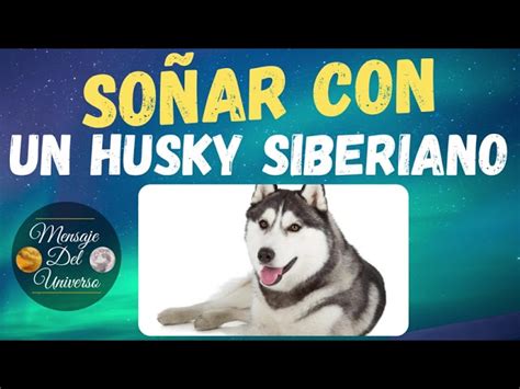 Interpretaci N Sue O Perro Husky El Mensaje Detr S Del Sue O Piensos