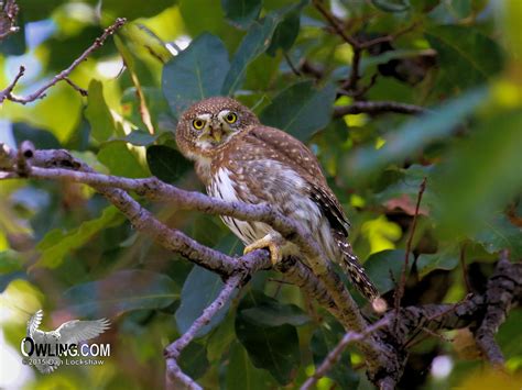 Cape Pygmy-Owl - Glaucidium hoskinsii