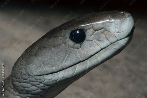 Profile of a Venomous Black Mamba Snake Stock Photo | Adobe Stock