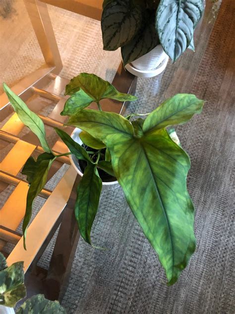 Syngonium Unk Species Lance Leaf One Unrooted Cutting With Atleast Two