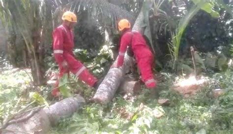 Nusabali Pohon Tumbang Timpa Rumah Dan Kabel Listrik