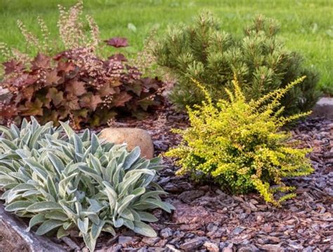 25 Perennial Shrubs That Are Easy To Grow