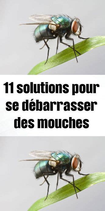 11 solutions pour se débarrasser des mouches Mouches Contre les