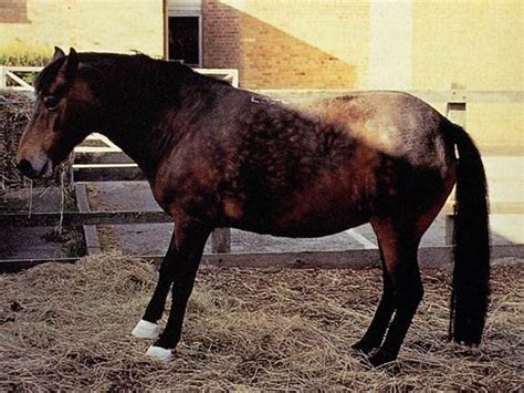 What Is Laminitis And How Is It Caused How Is It Treated — Central