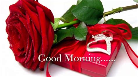 Good Morning Rose Images Hd 1080p
