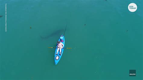 Shark Spotted Swimming Under California Kayaker Monterey Bay Rbayarea