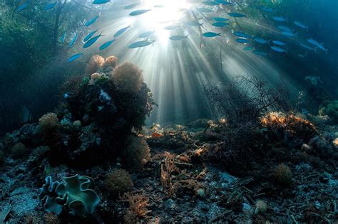 Underwater With Sun Rays Pouring Into The Seawater During Summer Days