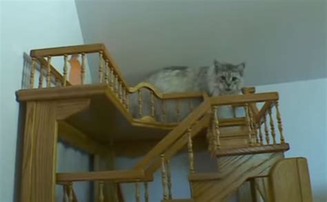 This Ultimate Cat House Features More Than 100 Yards Of Catwalks