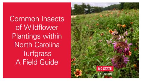 New Turfgrass Landscape Insect Field Guide Nc State Extension