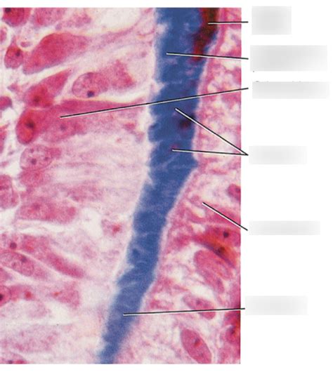 Maturation Of Dentin Diagram Quizlet