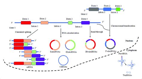 Schematic Presentation Of Circrnas Biogenesis And Canonical