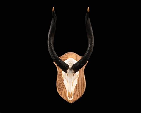 Nyala Skull European Mount Splitting Image Taxidermy