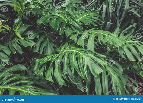 Groene Bladeren Van Monstera Philodendron Plant In Botanische Tuin