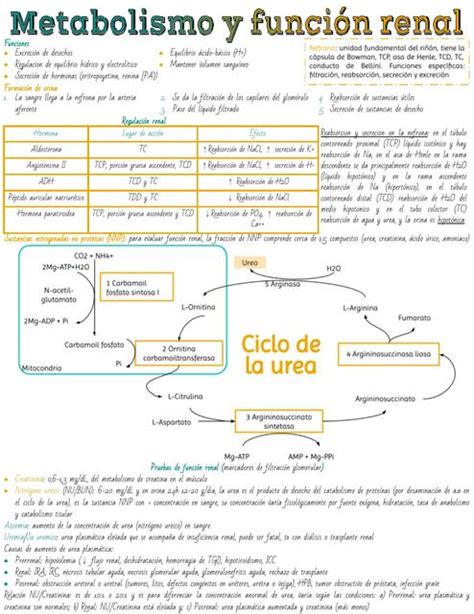 Generalidades del metabolismo y función renal Carolina López uDocz