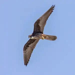 Eleonora's falcon - Facts, Diet, Habitat & Pictures on Animalia.bio