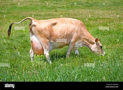 A Jersey cow, a breed of dairy cattle originally bred in the Channel ...