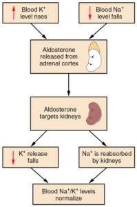 ADH Vs Aldosterone: Definition, Functions and Differences