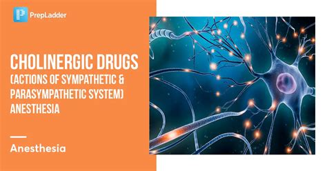 Cholinergic Drugs Sympathetic And Parasympathetic System