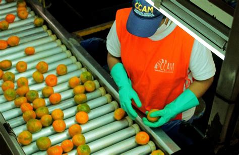 Cada Vez Más Frutales En Las Chacras Amplían Cuencas Productoras Canal Doce Misiones