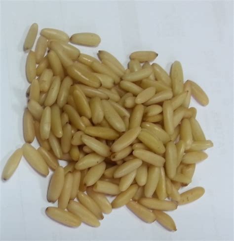 Pine Nut Kernels Foodimpex Inc