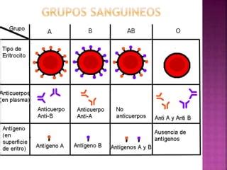 Clase Electrocardiograma Y Grupos Sanguineos Ppt