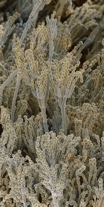 Penicillium Fungal Spores Sem Stock Image B Science Photo