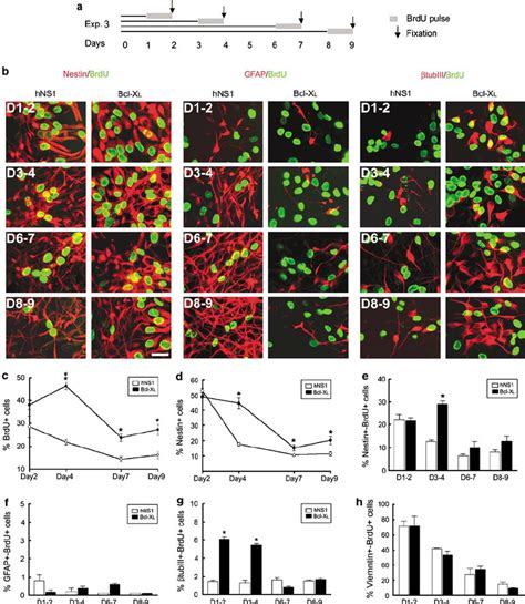 Double Immunolabeled Cells For Brdu And Nestin Gfap B Iii Tubulin