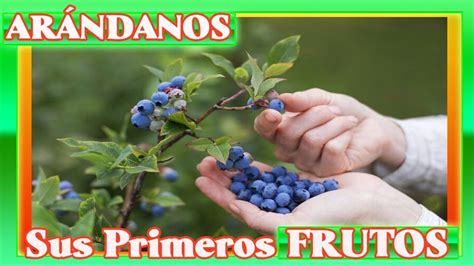 ARANDANO Primeros FRUTOS Y Sus Beneficios Parte 6 Blueberry Picking