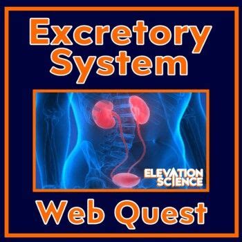 Human Body Systems Excretory Urinary System Activity Webquest With