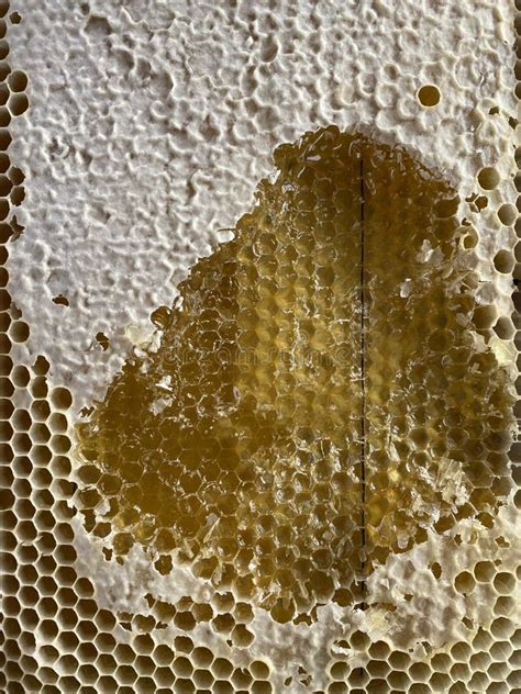 Bee Wax Honeycomb With Honey Close Up Stock Image Image Of Cell