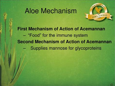 PPT Aloe Vera Natures Versatile Herb PowerPoint Presentation Free