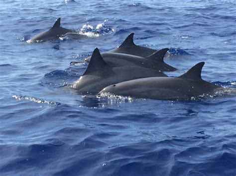 Lanai snorkeling! — Island Star Excursions